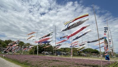 koinobori.jpg
